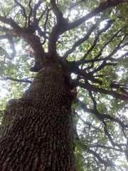 Quercus petraea