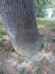 Quercus petraea