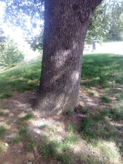 Quercus petraea