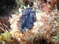 Pseudobiceros stellae