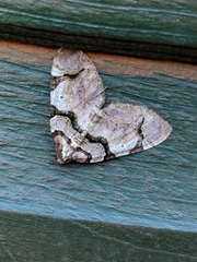 Anticlea derivata