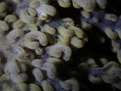 Pseudobiceros stellae