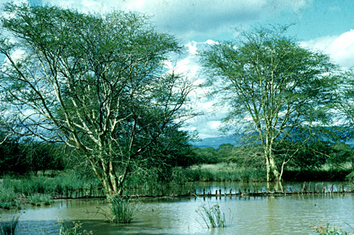 Acacia xanthophloea image