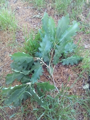 Quercus petraea
