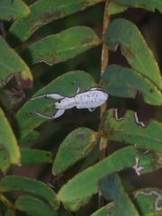 Pandeleteius nodifer