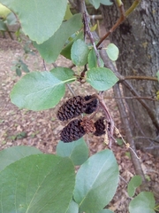 Alnus cordata