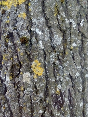 Alnus cordata