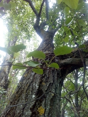 Alnus cordata