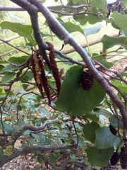 Alnus cordata