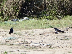 Pygochelidon cyanoleuca patagonica