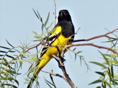 Icterus parisorum