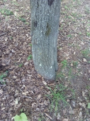 Alnus cordata