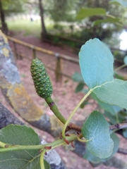 Alnus cordata