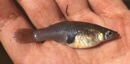 Eastern Mosquitofish