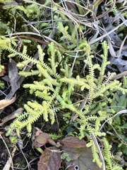 Selaginella ludoviciana