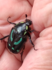 Chlorobapta frontalis