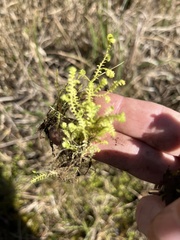 Selaginella ludoviciana