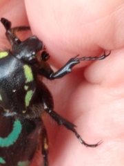 Chlorobapta frontalis