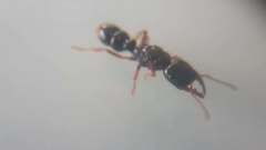 Amblyopone australis