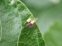 Calophya triozomima