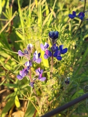 Lupinus