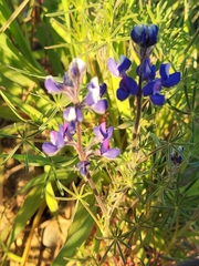 Lupinus