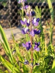 Lupinus