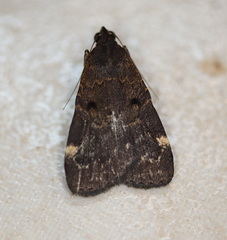 Hydrillodes funestalis