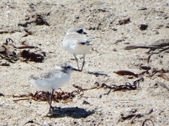 Charadrius nivosus occidentalis