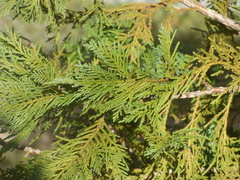 Cupressus × leylandii