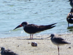 Rynchops niger cinerascens