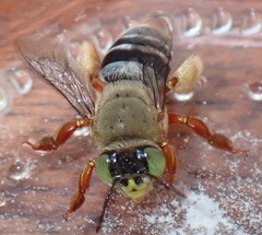 Centris niveofasciata