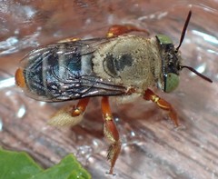 Centris niveofasciata