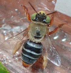 Centris niveofasciata