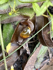 Helicarion mastersi
