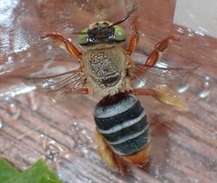 Centris niveofasciata