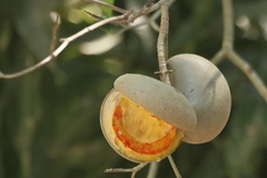 Tabernaemontana donnell-smithii