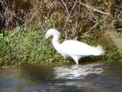 Egretta thula thula
