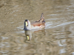 Porphyriops melanops crassirostris