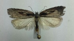 Acleris pulverosana