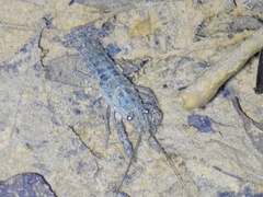 Procambarus seminolae