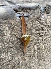Helicarion mastersi