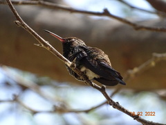 Saucerottia saucerottei