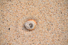 Poecilozonites bermudensis