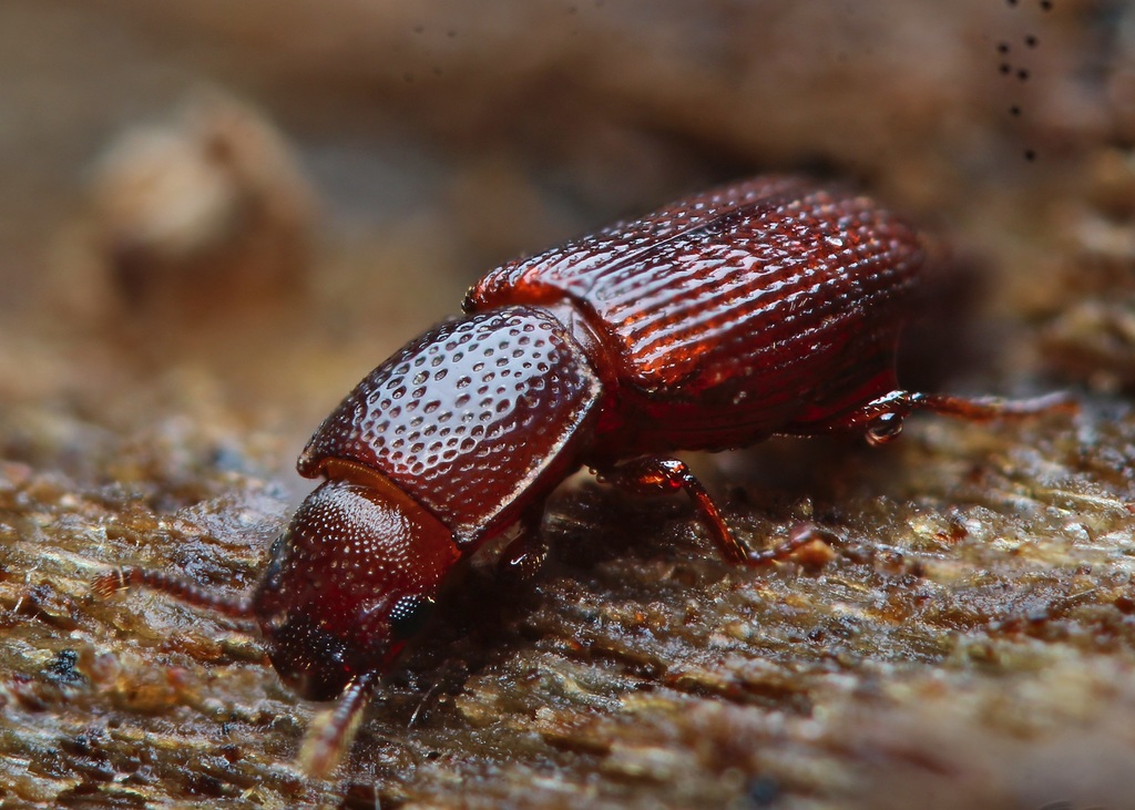 Reflexed Ironclad Beetle