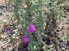 Onopordum cynarocephalum