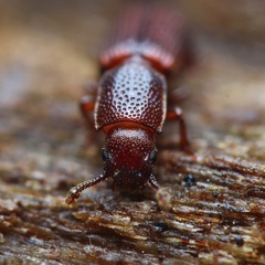 Pycnomerus reflexus