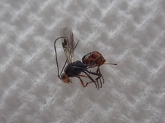 Dinocampus coccinellae