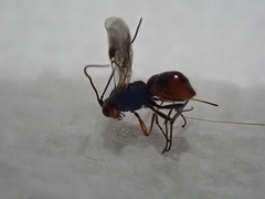 Dinocampus coccinellae