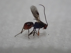 Dinocampus coccinellae